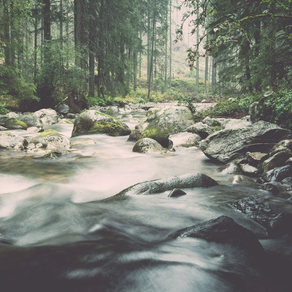 Vattendrag i en skog